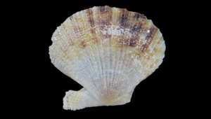 Chlamys madreporarum ()