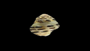 Morula funiculata (黑疣結螺)