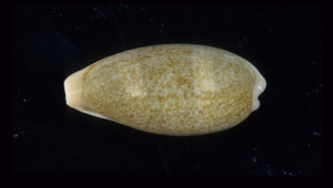 Cypraea ovum (歐文寶螺)