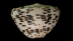 Conus pulicarius (芝麻芋螺)