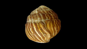 Strigatella pica (細焰筆螺)