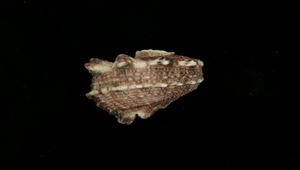 Angaria delphinus (棘冠螺)