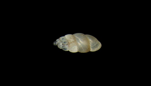 Diplommatina pseudotayalis (似高山芝麻蝸牛)
