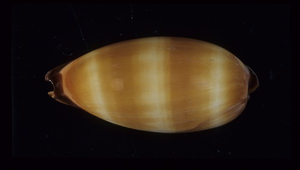 Cypraea talpa (酒桶寶螺)