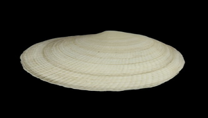 Codakia paytenorum (紅唇滿月蛤)