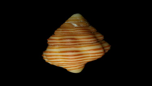 Latirulus turritus (黑紋塔旋螺)