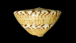 Conus capitaneus (船長芋螺)