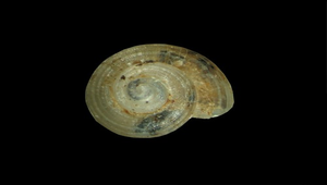 Cyathopoma taiwanica (台灣螺線微山蝸牛)