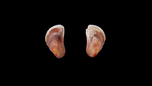Hormomya mutabilis (似雲雀殼菜蛤)-資源代表圖