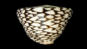 Conus marmoreus (大理石芋螺)