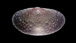 Septaria porcellana porcellana (壁蜑螺)