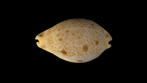 Cypraea porteri (波塔寶螺)-資源代表圖