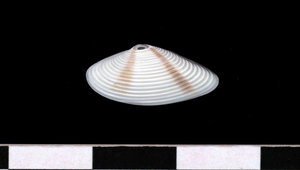 Meretrix lyrata (皺肋文蛤)