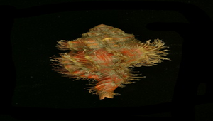 Cymatium pyrum (大象法螺)