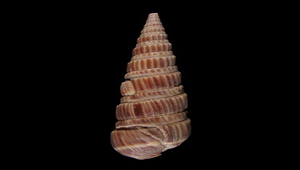Duplicaria dussumieri (櫛筍螺)