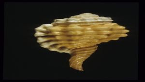 Cymatium encausticum (鳥頭象法螺)