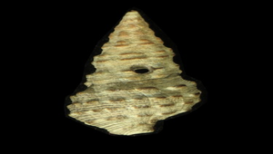 Batillaria sordida (黑瘤海蜷)