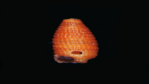 Inella truncis (蛹形格粒螺)