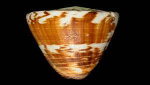 Conus vitulinus (小牛芋螺)