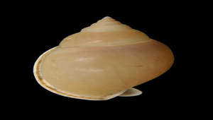 Phalium glabratum bulla (梨形鬘螺)