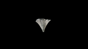 Clio pyramidata (尖菱蝶螺)