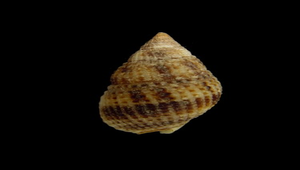 Zeuxis margaritiferus (尖頭織紋螺)