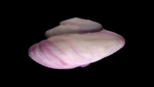 Coralliophila neritoidea (紫口珊瑚螺)