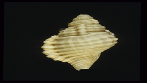 Cymatium gemmatum (寶石法螺)