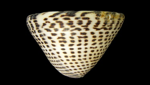 Conus litteratus (字碼芋螺)