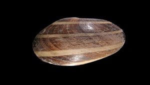 Hydatina albocincta (三帶泡螺)