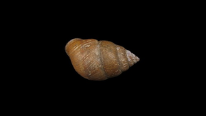 Coniglobus sphaeroconus (橡實蝸牛)