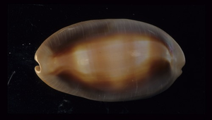 Cypraea ventriculus (金棗寶螺)