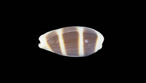 Cypraea asellus (浮標寶螺)