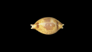 Cypraea bistrinotata (花珠寶螺)
