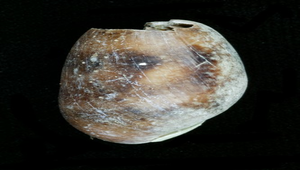 Bulla vernicosa (棗螺)-資源代表圖