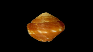 Nebularia chrysalis (蛹形筆螺)