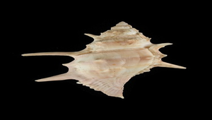 Bufonaria echinata (長棘蛙螺)