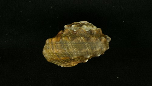 Lunella granulata (瘤珠螺)