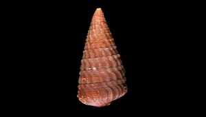 Terebra succincta (燈籠筍螺)縮圖