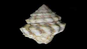 Peristernia nassatula (紫口旋螺)
