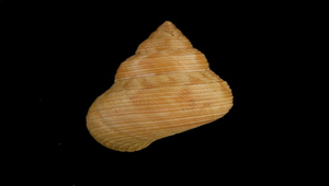 Calliostoma unicum (腰帶鐘螺)