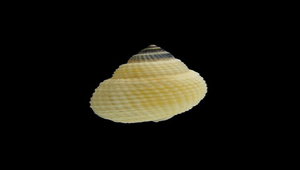 Niotha albescens (黑頂織紋螺)