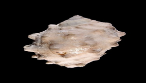 Mancinella echinulata (金唇岩螺)
