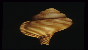 Linatella succincta (燈籠法螺)