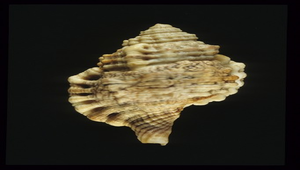 Cymatium muricinum (紅口法螺)