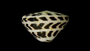 Conus ebraeus (斑芋螺)