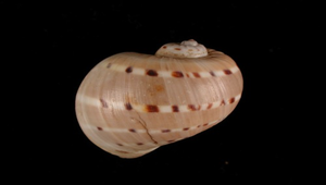 Natica alapapilionis (蝴蝶玉螺)