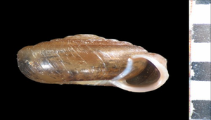 Plectopylis ishizakii (台灣螄蝸牛)