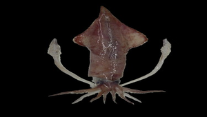 Uroteuthis chinensis (台灣鎖管)