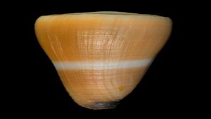 Conus emaciatus (少女芋螺)